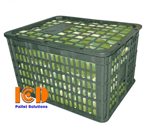 ro-xoai-to-ICD-Việt-Nam