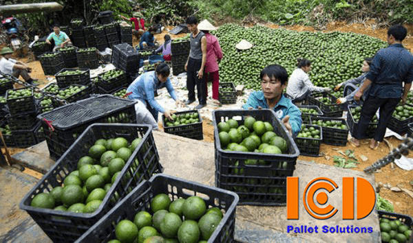 ro-xoai-to-dung-cam-ICD-Việt-Nam