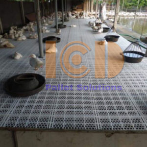 san-nuoi-vit-icd-viet-nam
