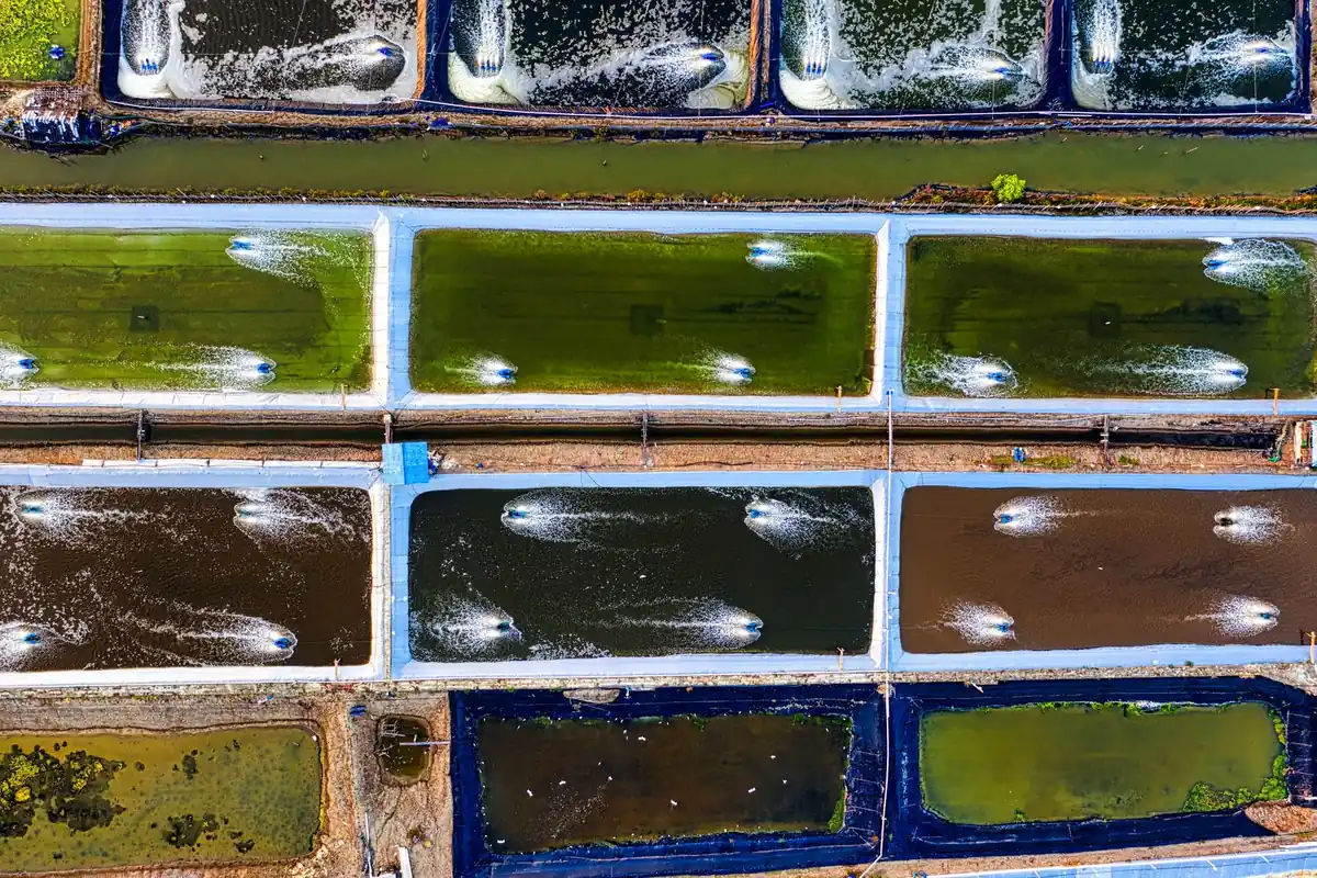 Aerial view of an intensive fish pond with paddlewheel aerators running
