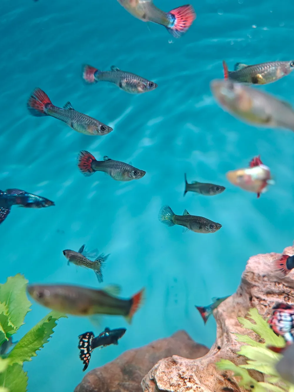 A school of guppies swimming in blue water with stones and aquatic plants