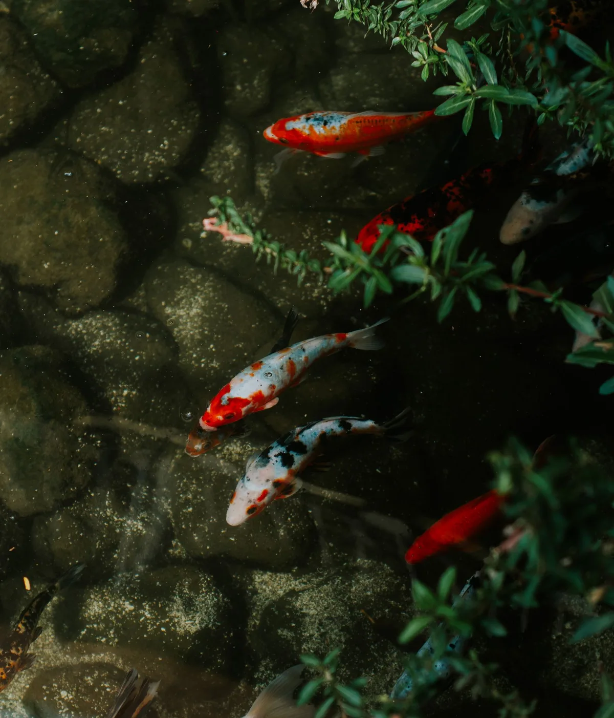 Colorful Koi swimming in a pond with stones and greenery seen from above
