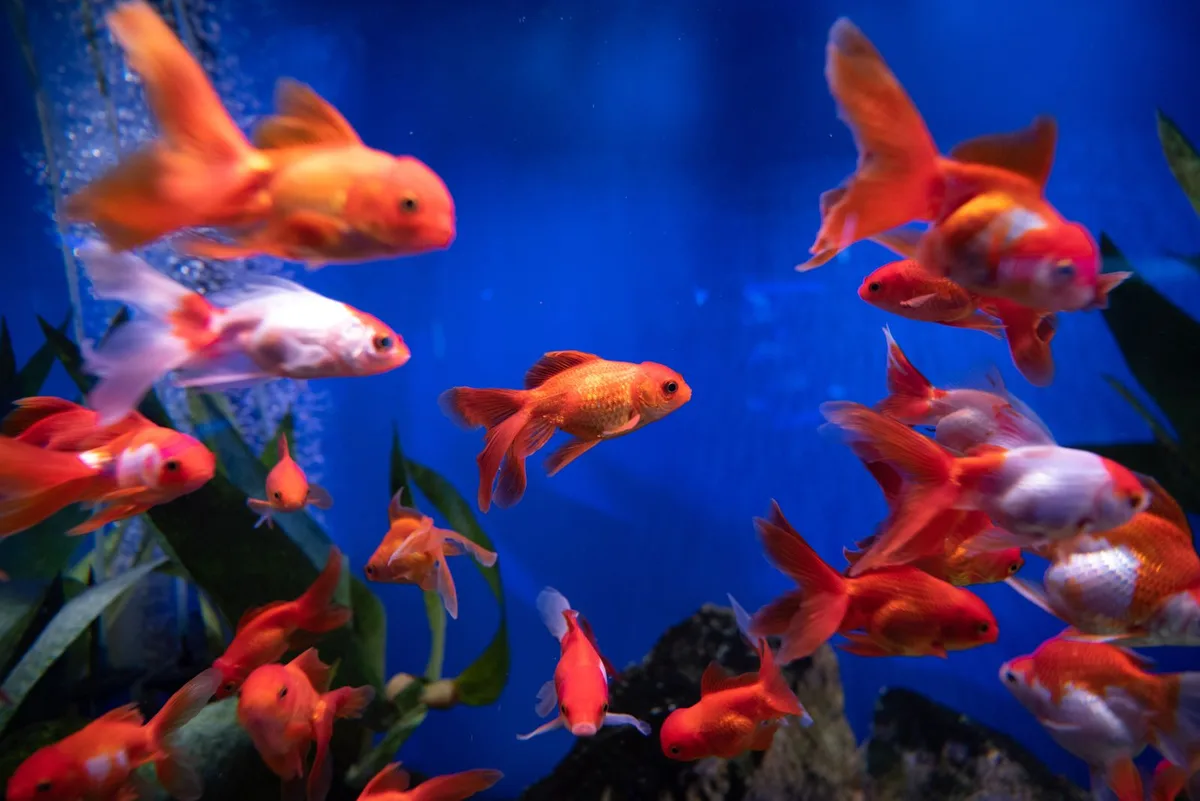 Orange-red goldfish swimming in a tank with rising air bubbles