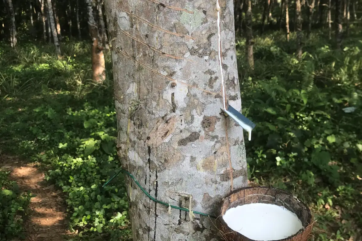 A rubber tree trunk with a tapping cut and latex flowing into a cup