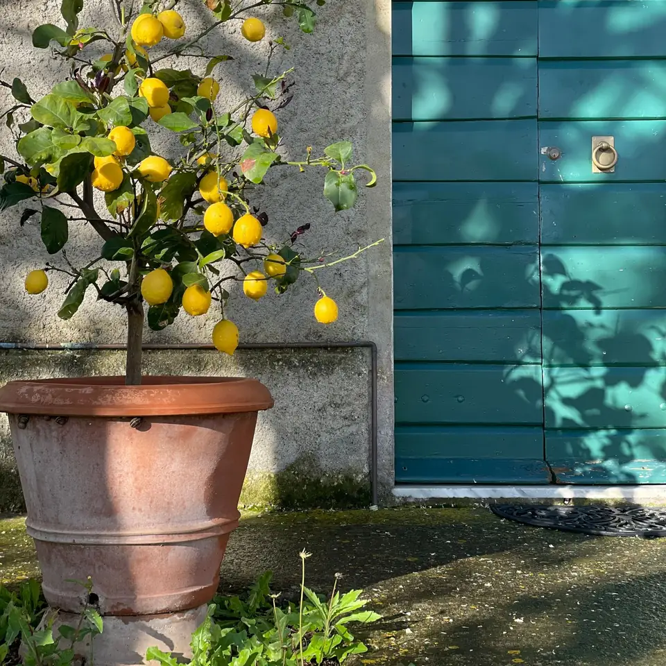 Potted lemon tree carrying many fruits