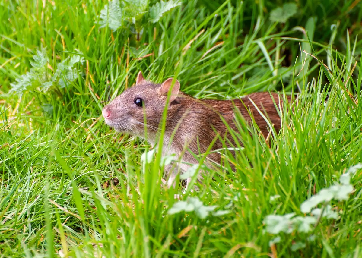 A brown Norway rat moving through green grass