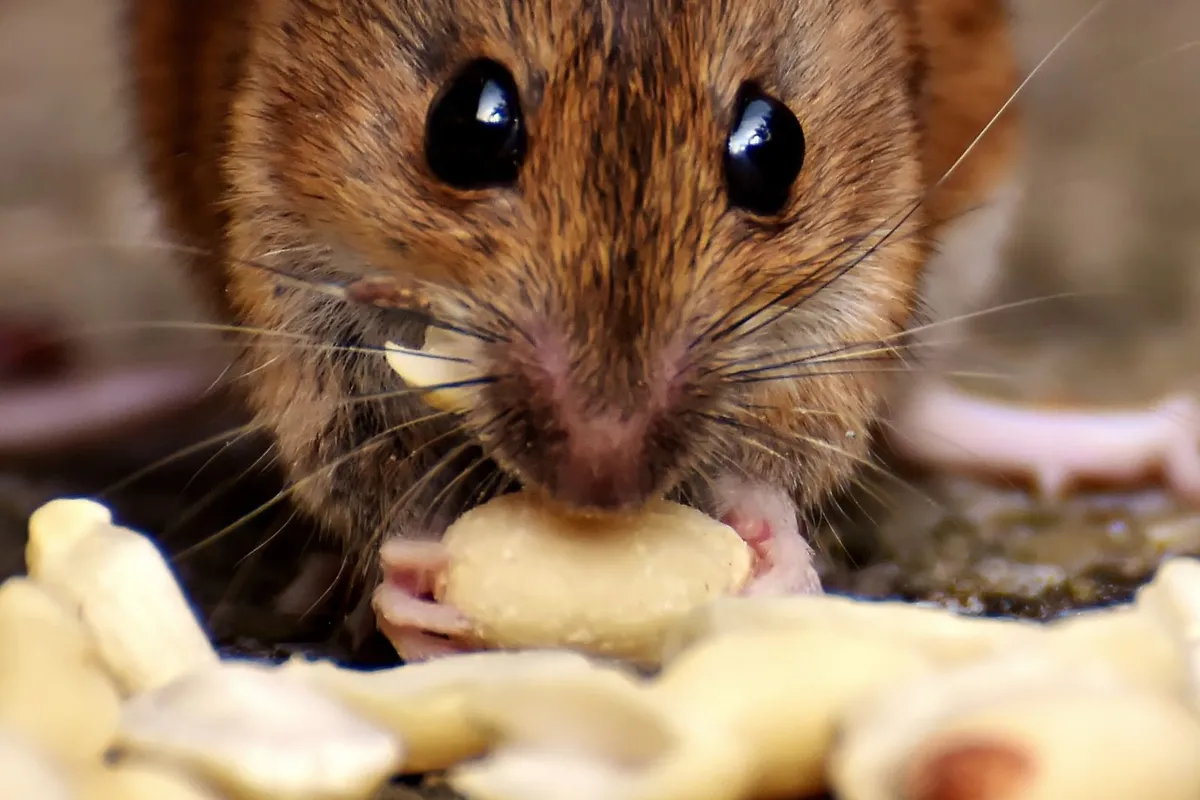A small brown mouse nibbling a peanut on the ground