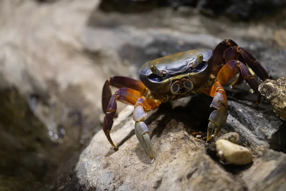 A crab crawling over a damp rock beside a water channel