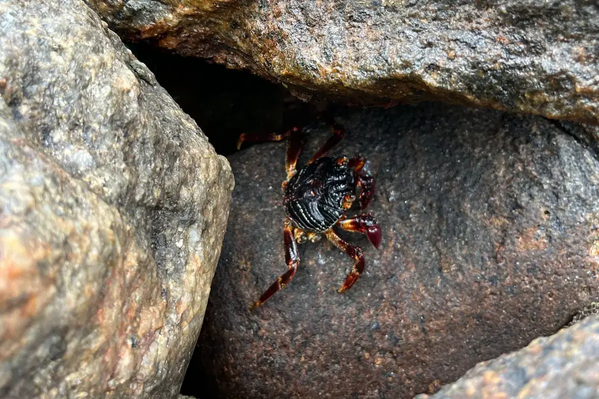 A small crab tucked into a gap between damp rocks