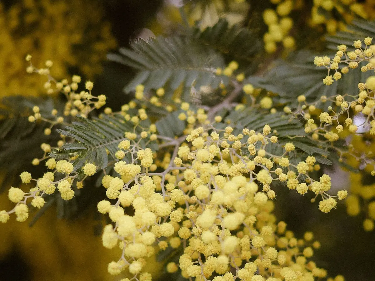 Cụm hoa vàng hình cầu của một loài keo thuộc chi Acacia