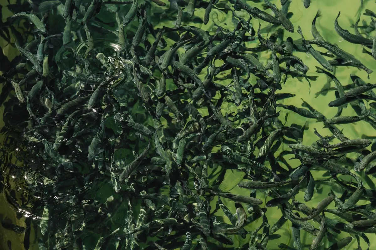 A dense school of fish swimming close together in blue water