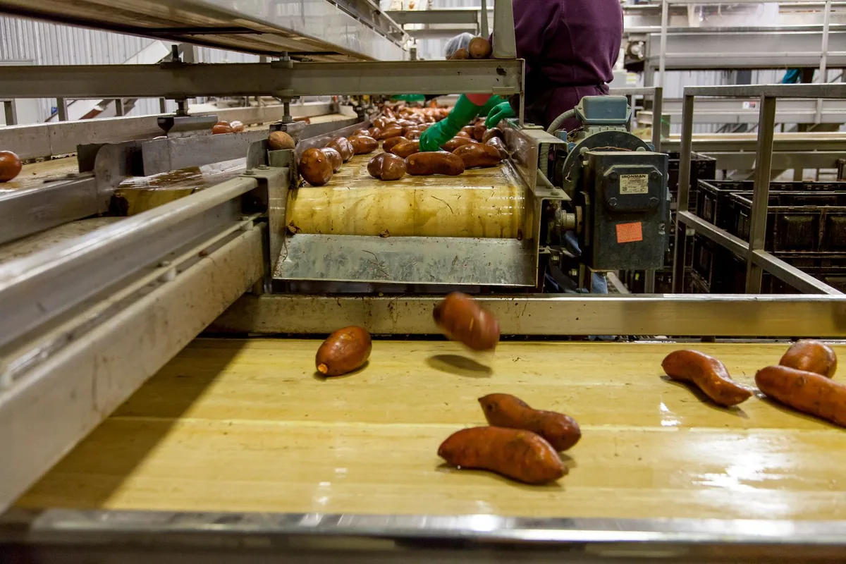 Food processing line in a factory