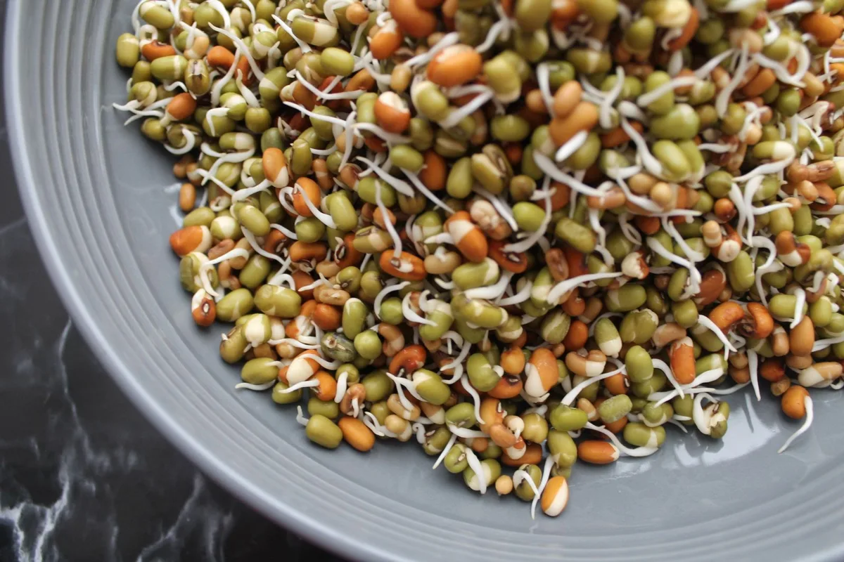 A dish of mung beans that have just sprouted, with short white sprouts poking through the skin