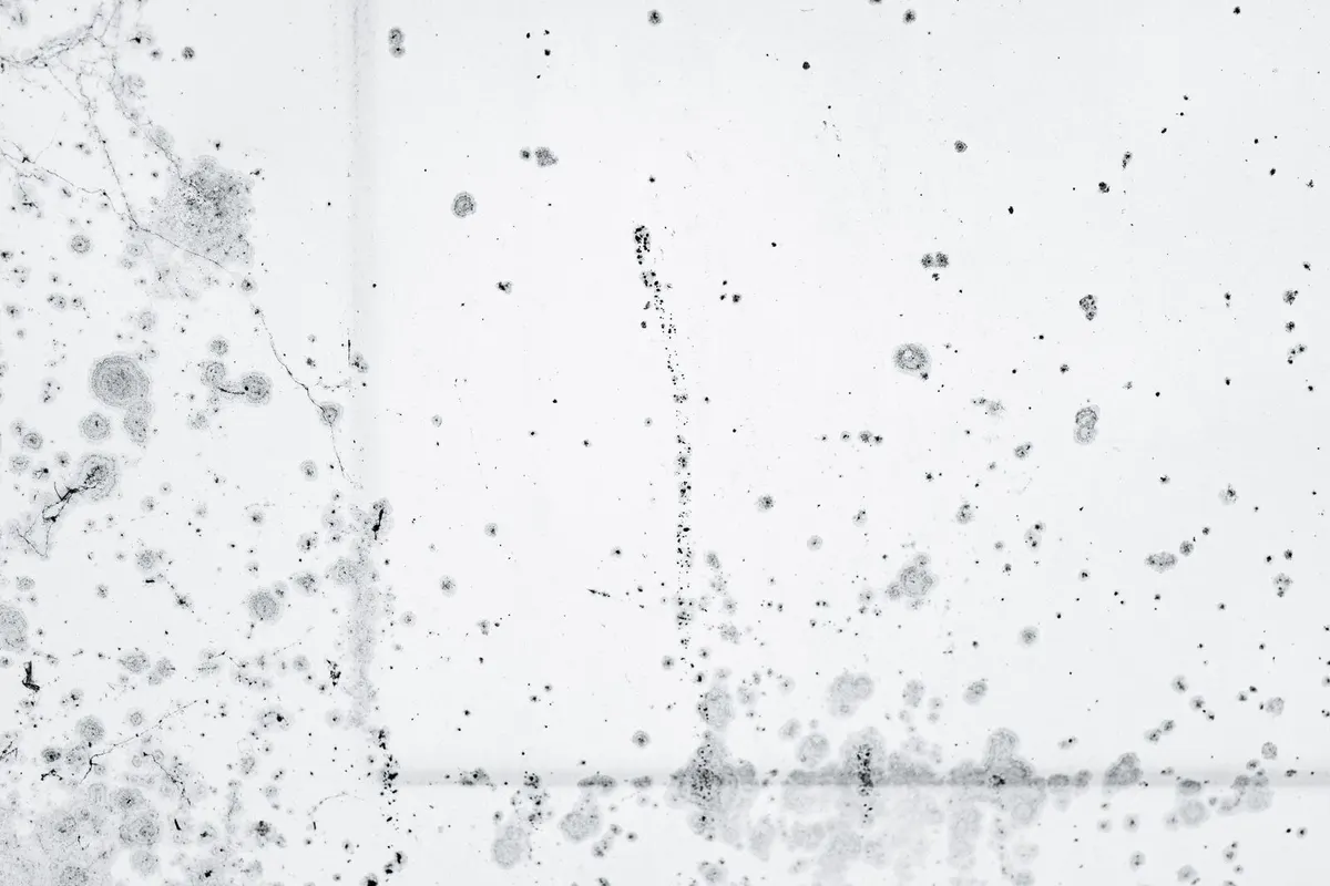 Black mould spots spreading over a light-coloured damp surface