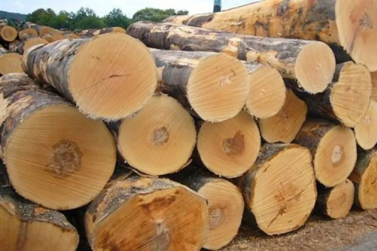 Pine wood properties and pallet use