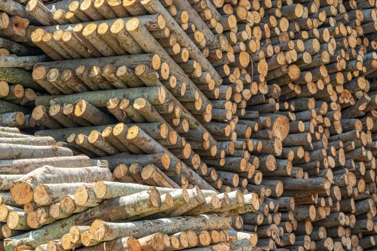 Debarked round logs stacked in a tall pile