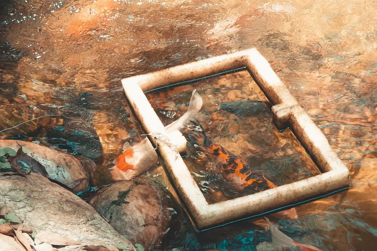 Koi swimming in a pond with a plastic pipe frame floating on the surface