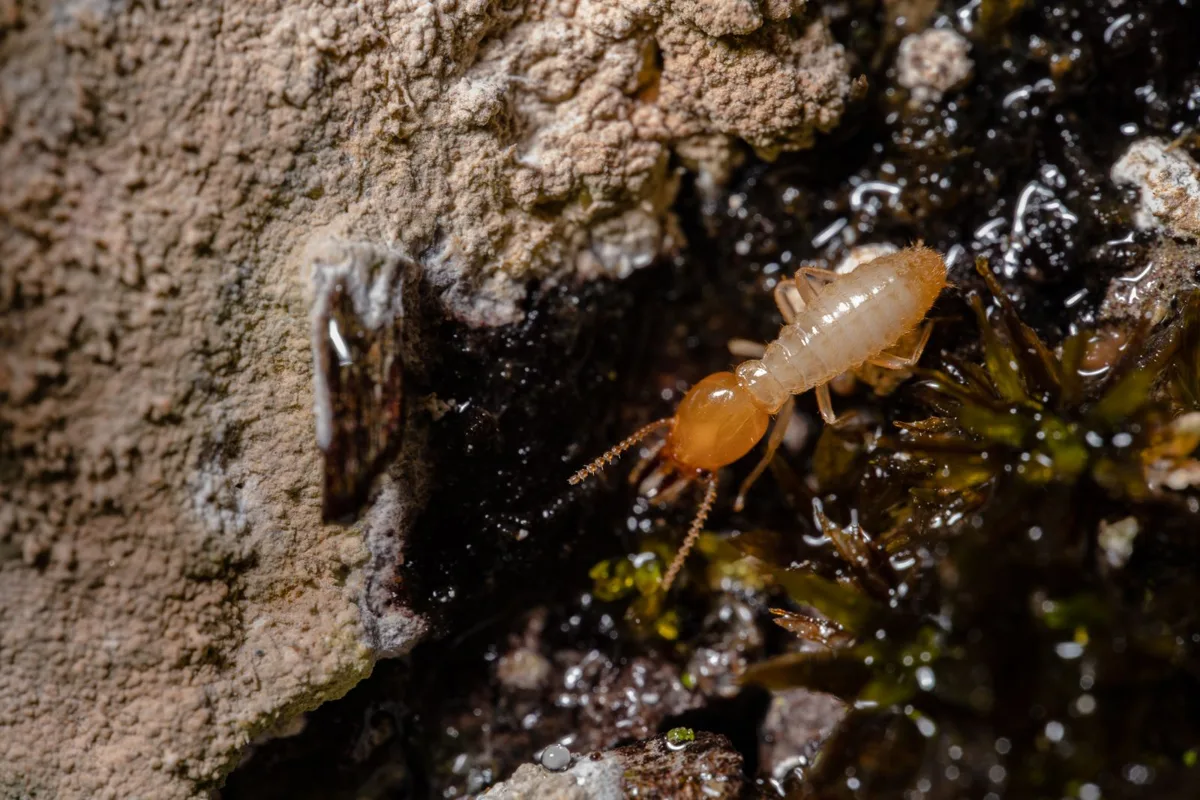 Cận cảnh một con mối thợ màu vàng nhạt bò trên bề mặt gỗ ẩm