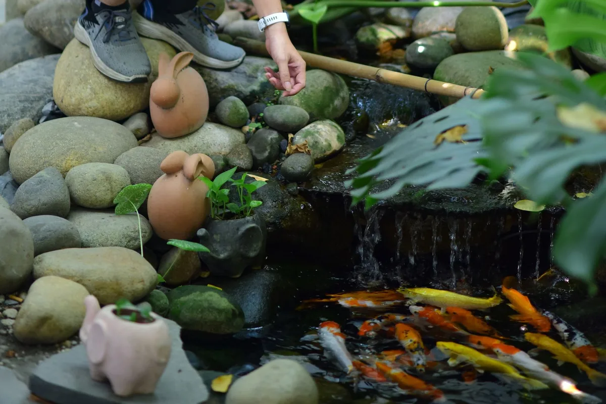 A person feeding a school of koi beside a small pond with the return flow pouring over a waterfall
