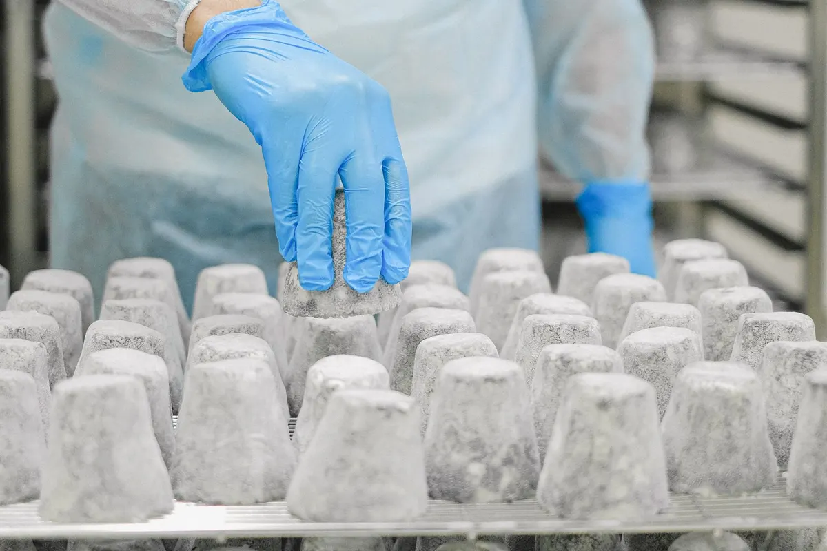 Worker in protective clothing and gloves inspecting blocks of cheese on a rack