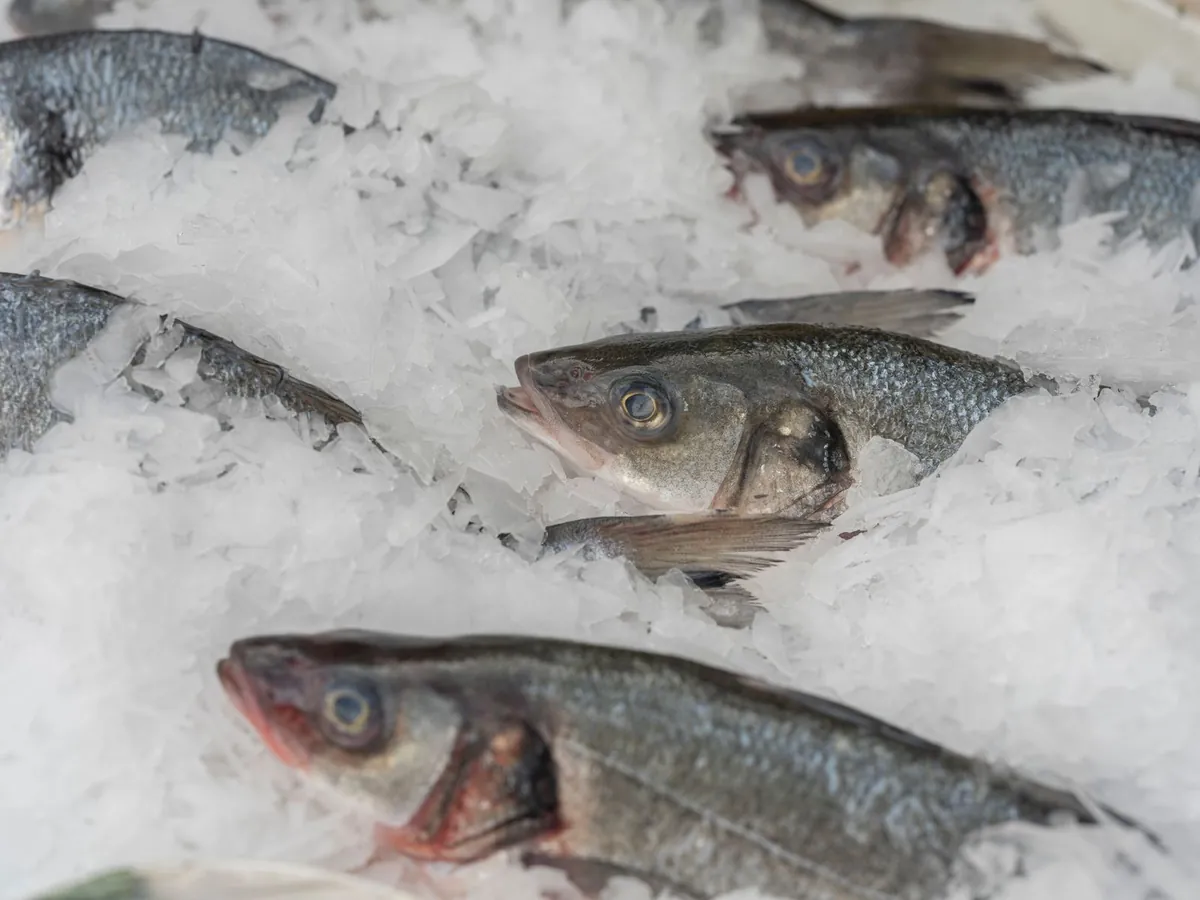 Fresh fish packed in ice: seafood storage calls for pallets that withstand water and low temperatures