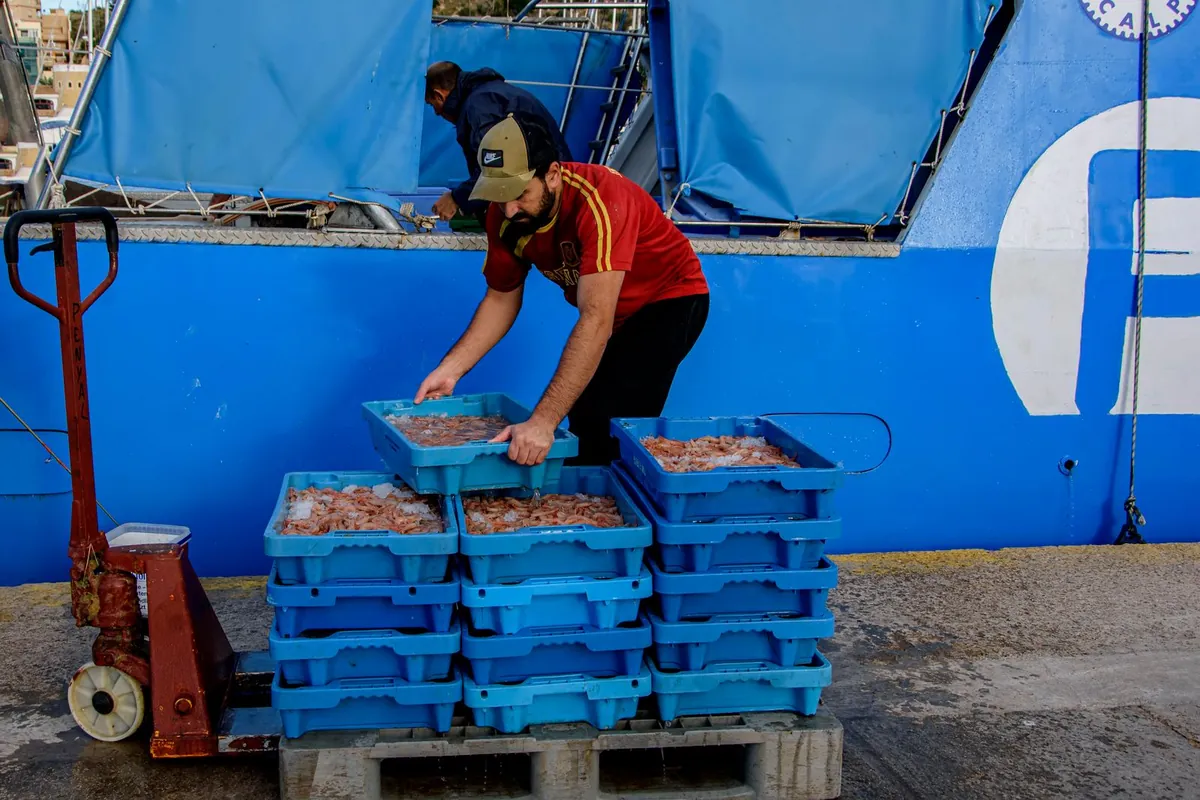 Worker moving plastic crates of shrimp on a hand pallet truck during seafood purchasing