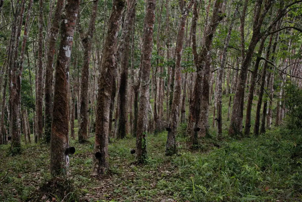 A rubber plantation planted in straight rows, with tapping cuts on the trunks