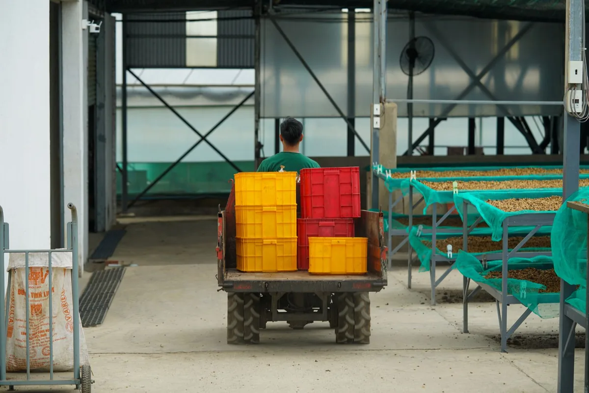A coffee processing yard with drying racks and plastic containers holding beans