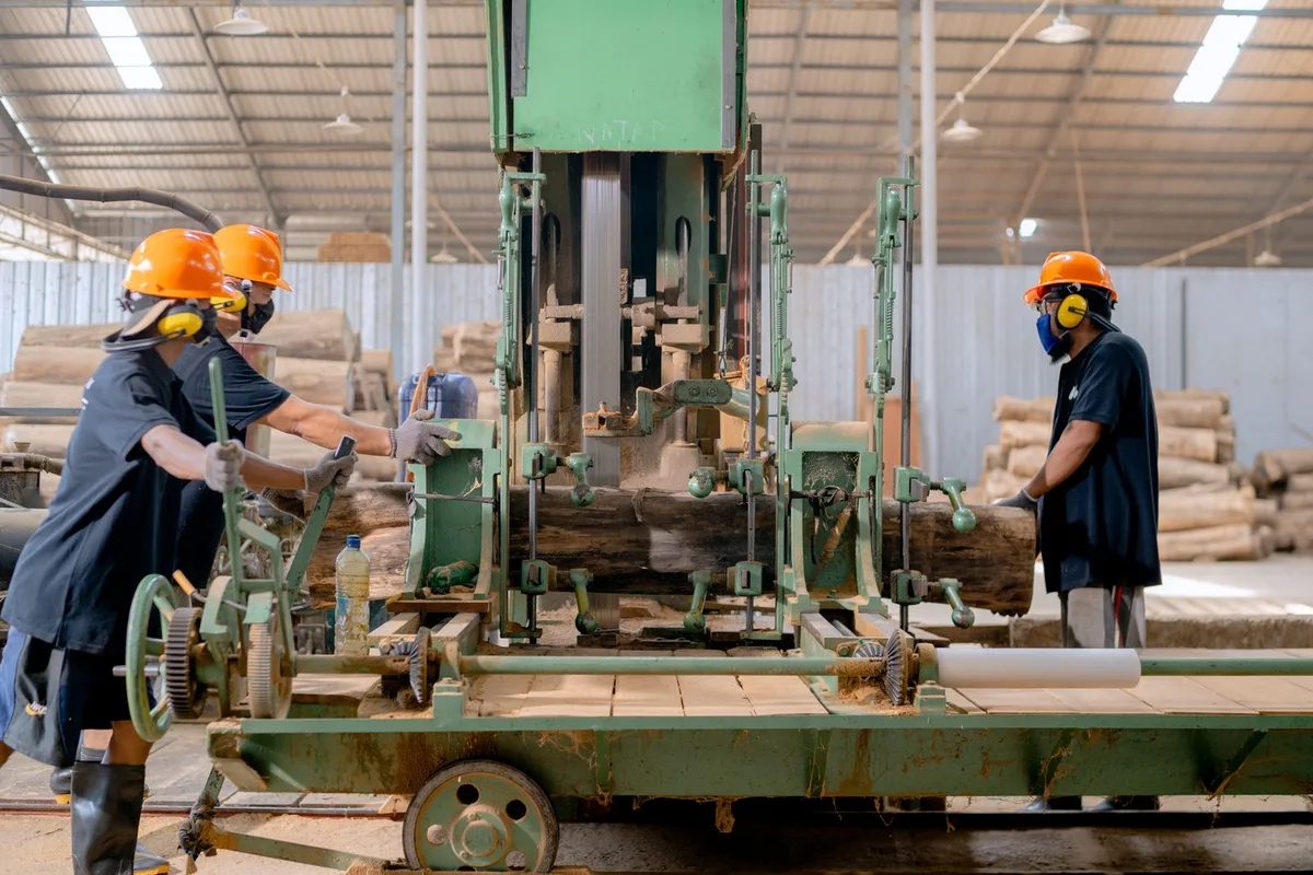 Công nhân đội mũ bảo hộ vận hành máy cưa xẻ gỗ trong xưởng